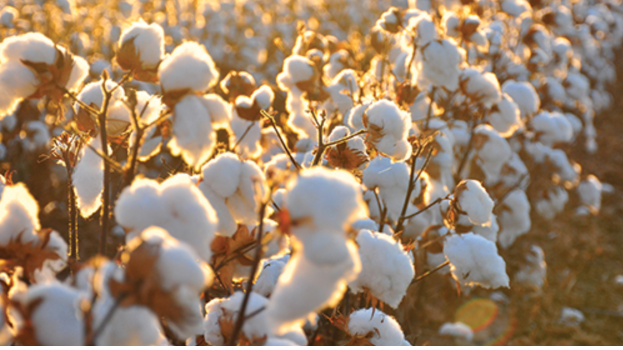 Embracing Sustainability: The Benefits of Organic Cotton