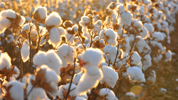 Embracing Sustainability: The Benefits of Organic Cotton